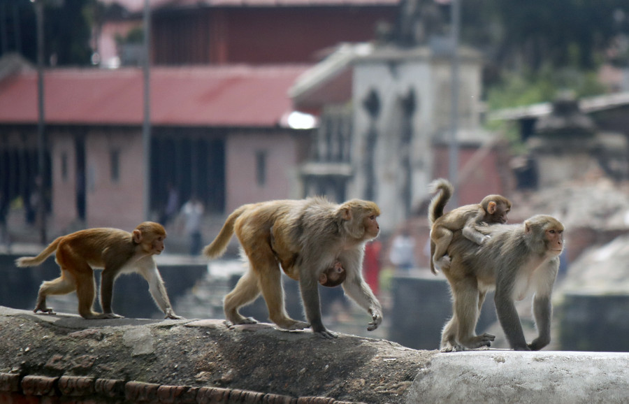 Hungry and now shelterless, Thapathali monkeys getting more venturous