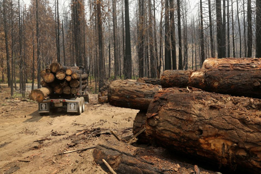 Global forest destruction continues despite COP26 deforestation pledge