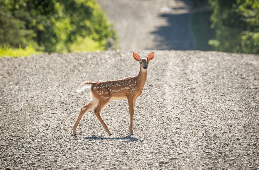 US reports world’s first deer with Covid-19