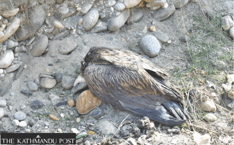 Deaths of vultures by electrocution go unchecked in Tanahun
