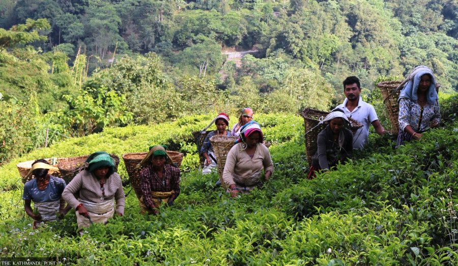 Tea farmers hamstrung by closure of processing plant