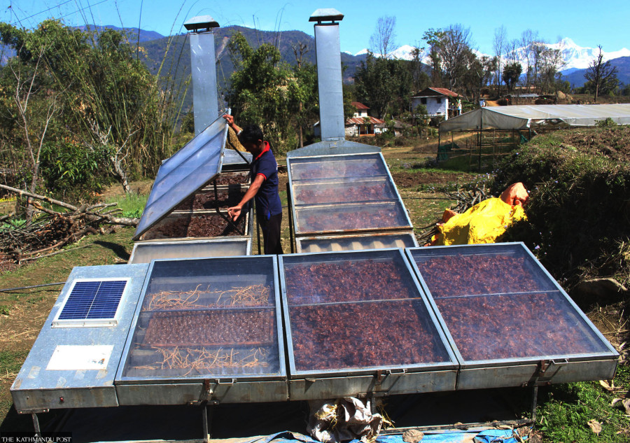 Lapsi cultivation boosts incomes in Parbat