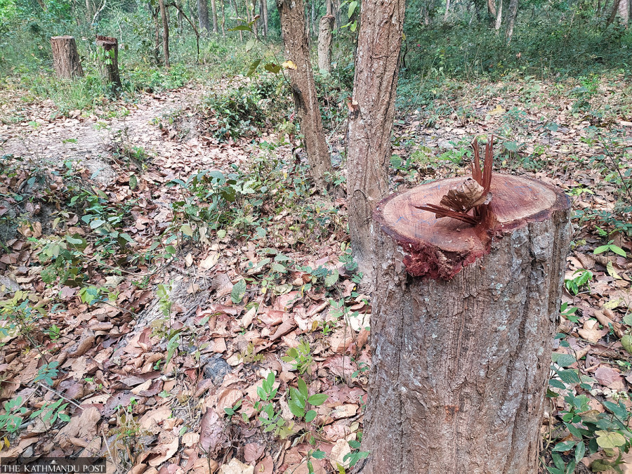 Timber smuggling resumes in Sarlahi