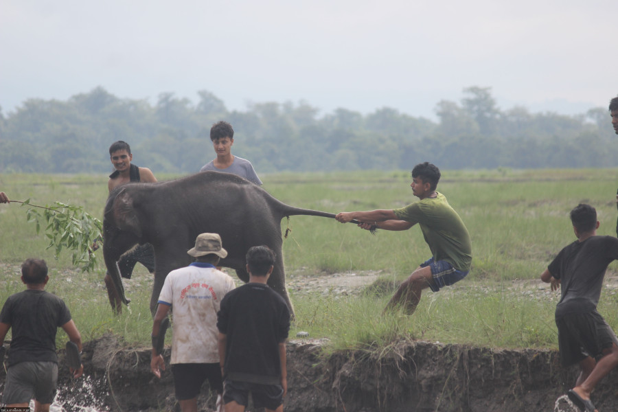 When an elephant calf was left behind by its herd, locals resorted to abuse