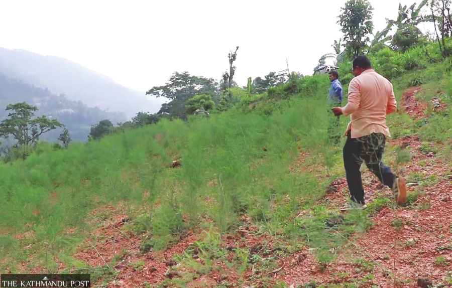 Farmers prosper after growing chillies to be free of marauding monkeys