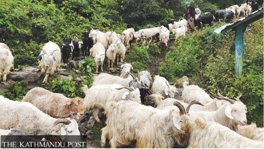 Darchula shepherds face hardship as track on Nepal side yet to be repaired
