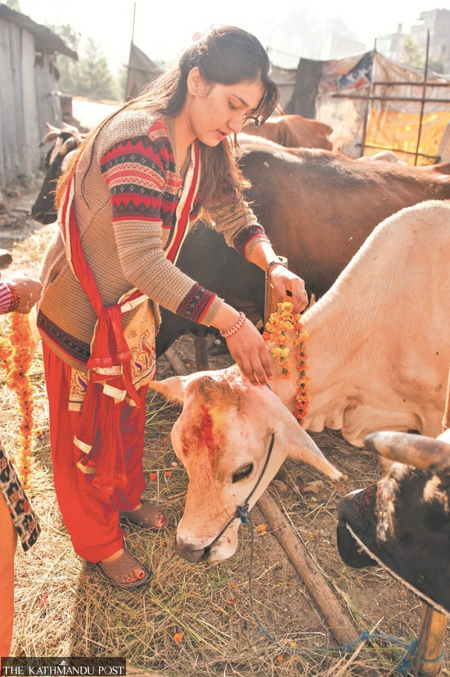 Govardhan Pooja being observed on the fourth day of Tihar