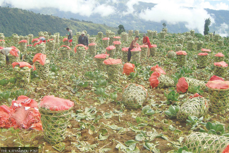 Veggie trade in the eastern hills seesaws with the seasons