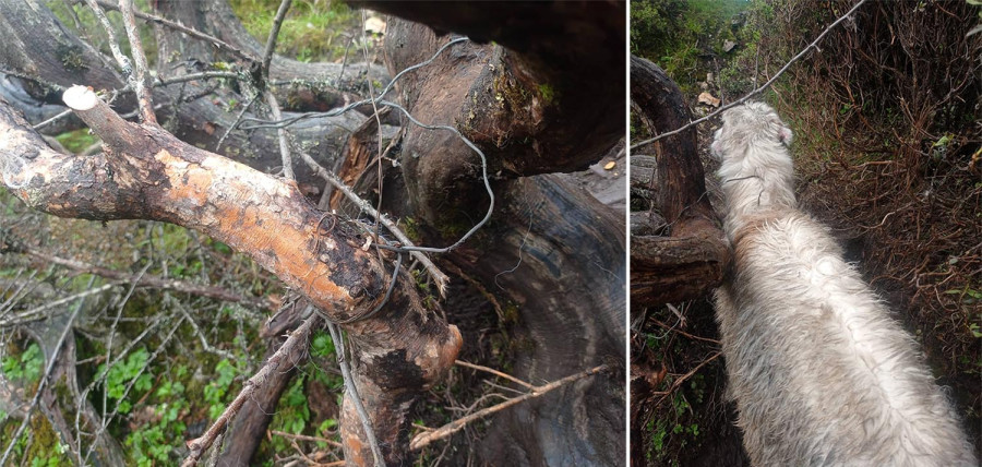 Sheep are dying in traps set for wildlife in Kanchenjunga Conservation Area