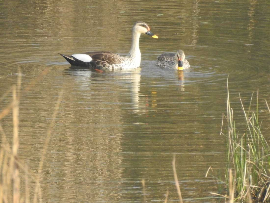 Two new birds sighted in Shuklaphanta as wetlands teem with migratory species