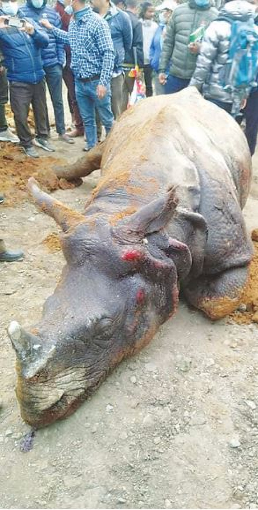Conservationists outraged after Chitwan rhino dies in roadside ditch