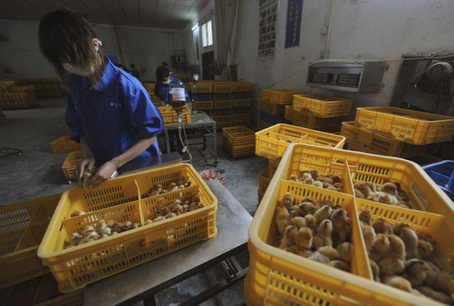 China reports first human case of H3N8 bird flu