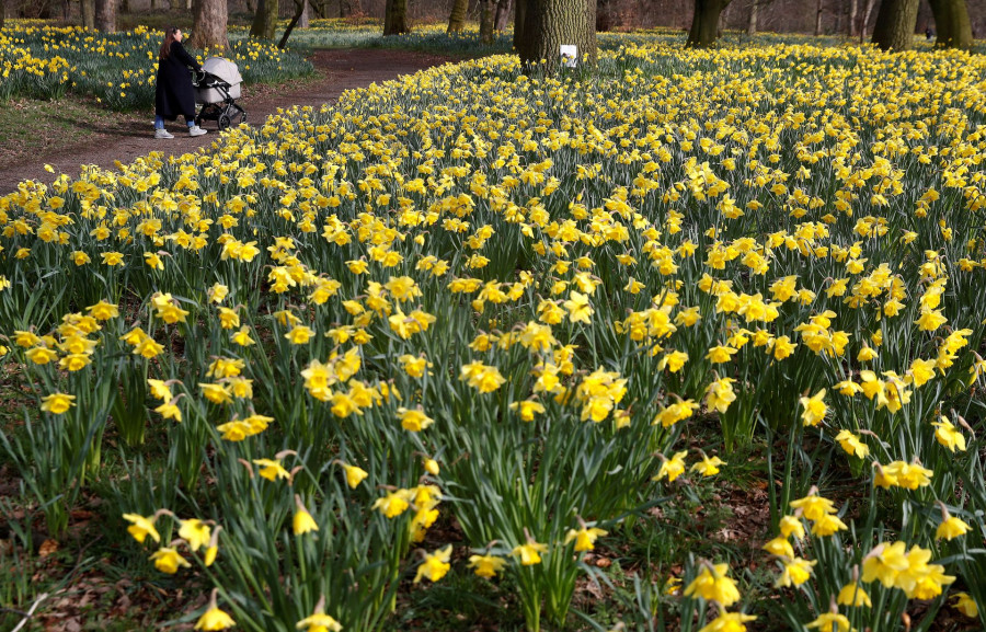 Earlier flowering in UK raises risks for ecosystem, study finds