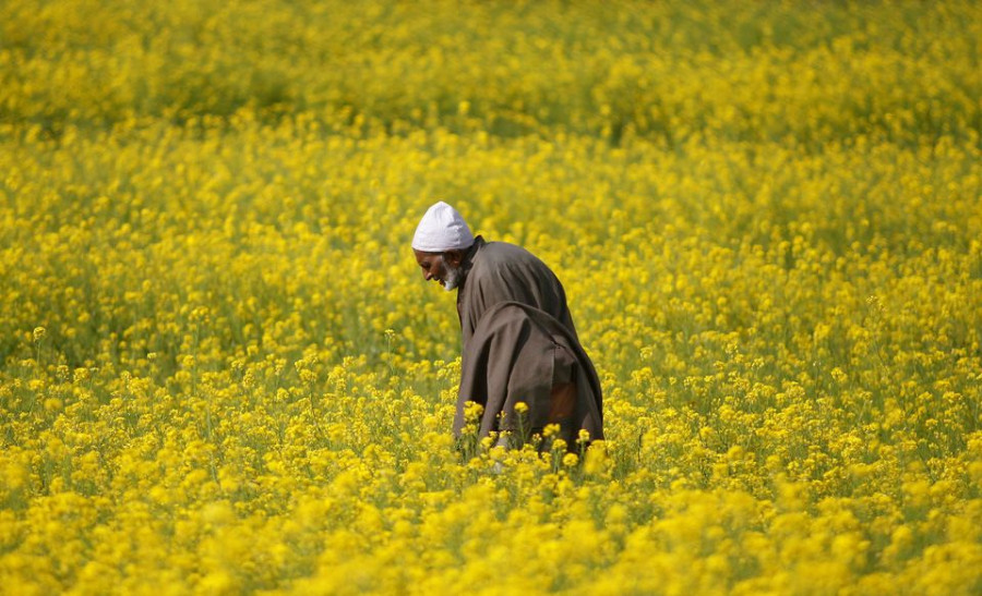 Indian farmers hold back record rapeseed crop, limiting oil supplies