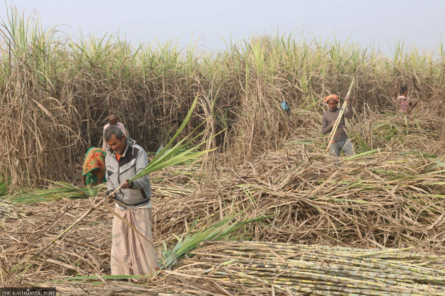 Sugarcane farmers wait for last year’s subsidy as new harvest begins