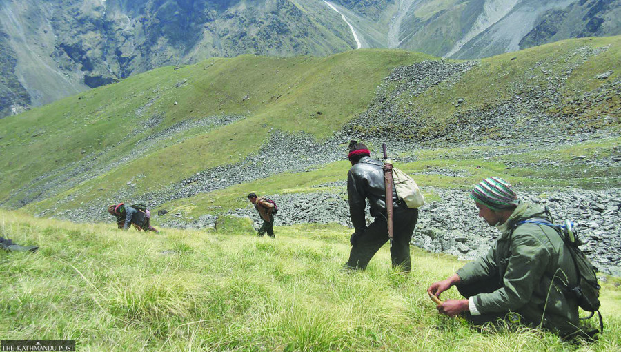 Yarsagumba collectors happy as prices move up