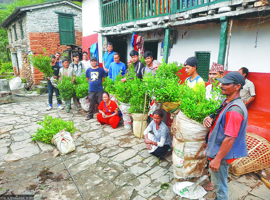 Commercial fruit farming thrives in Myagdi