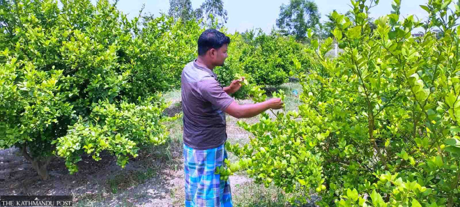 How Koshi farmers turn sand dunes green