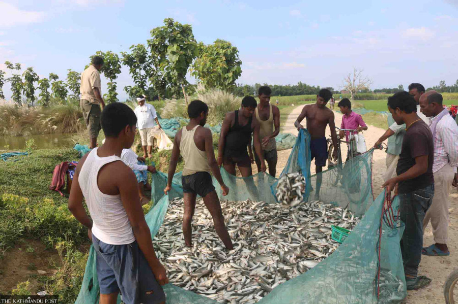 Bardiya farmers switch to fishery as income doubles
