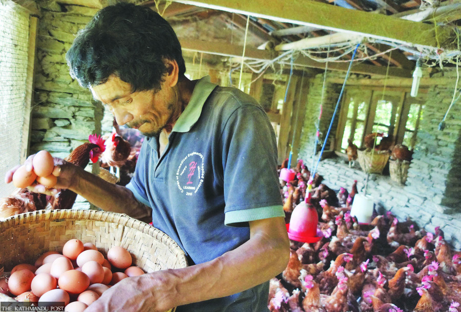 Chicken becomes costlier as hot weather hits output