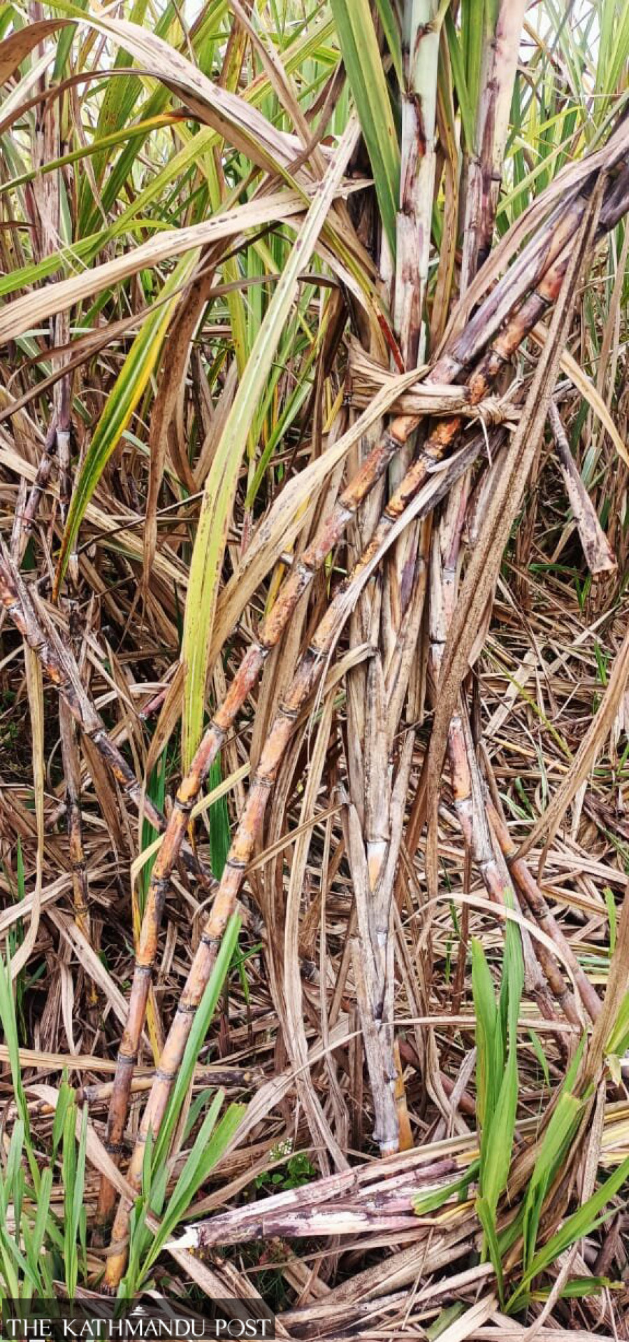Red rot affects sugarcane farmers' income in Parsa and Bara