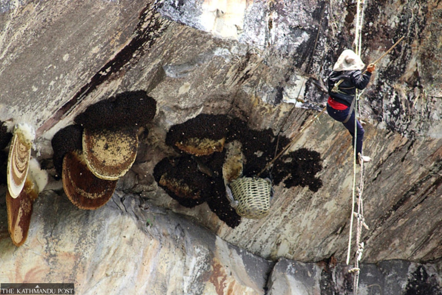 Dharche’s honey-hunting tradition lives on