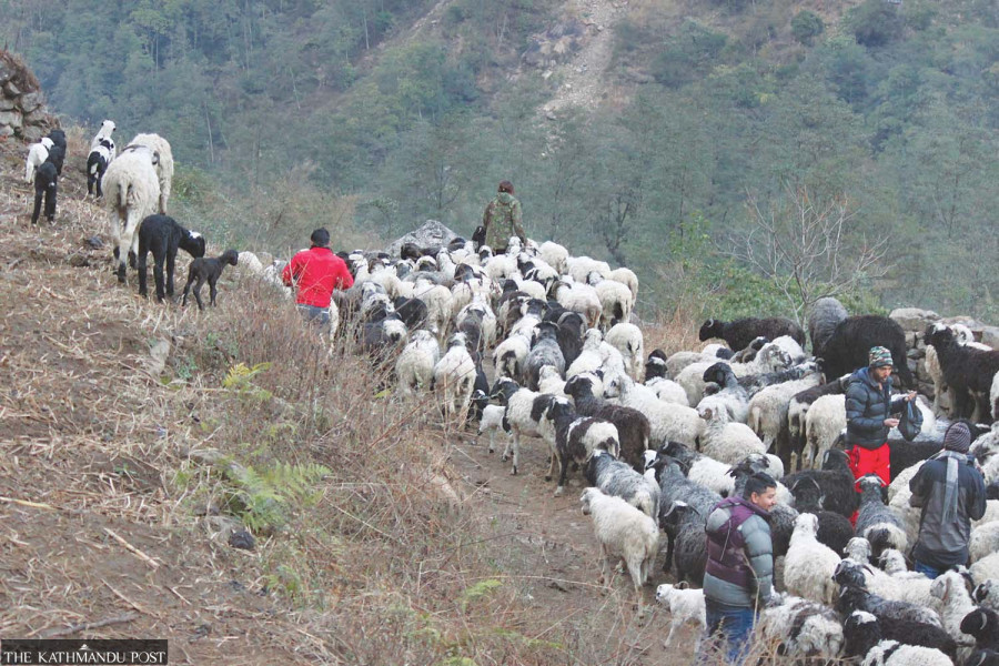 Livestock farmers in Taplejung highlands start winter descent to protect herds from cold