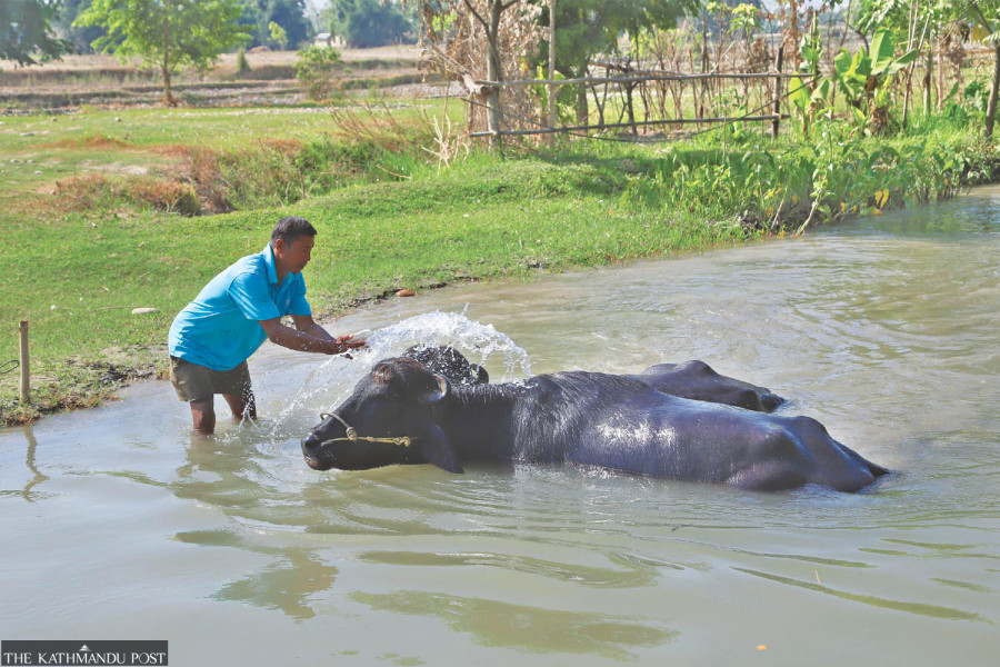Most of Tarai is reeling under unusual mid-monsoon drought