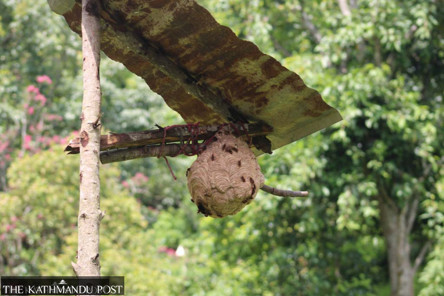 Hornet sting leaves man dead, another ill