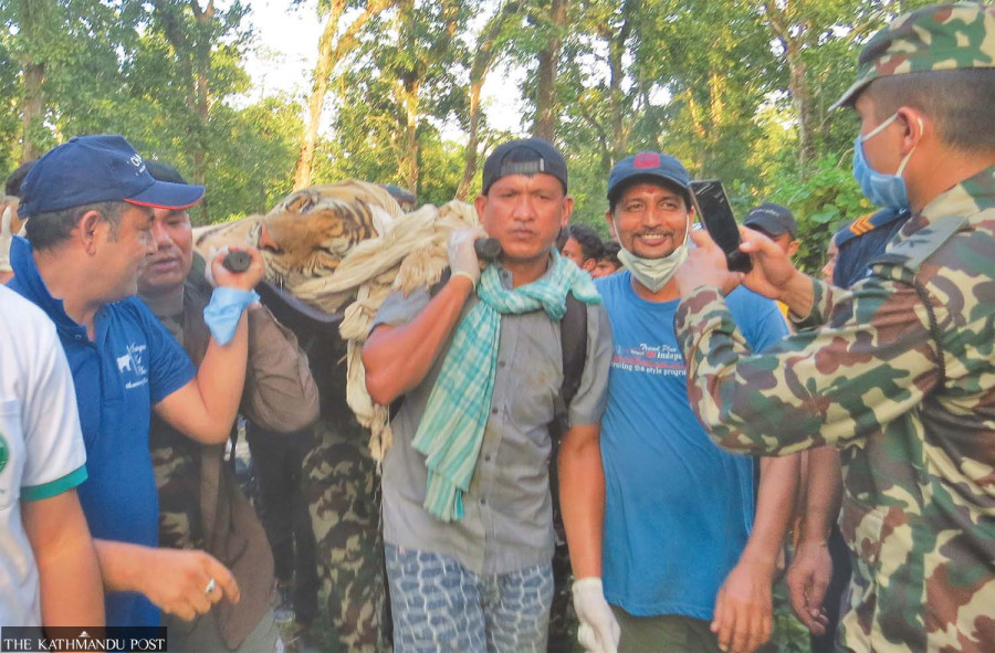 Parks grapple with limited cage space for captive tigers