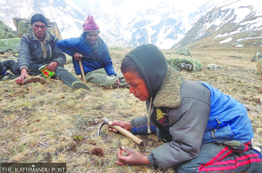 Rules to prevent yarsagumba over-harvest in the offing