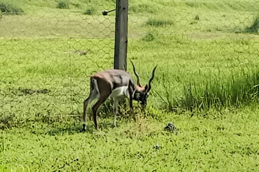 Rhinos and blackbucks translocated to Shuklaphanta are thriving