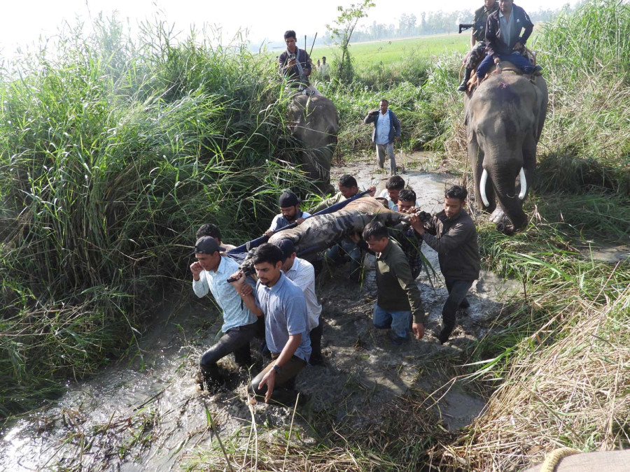 Lack of animal rescue centre hinders wildlife control operations