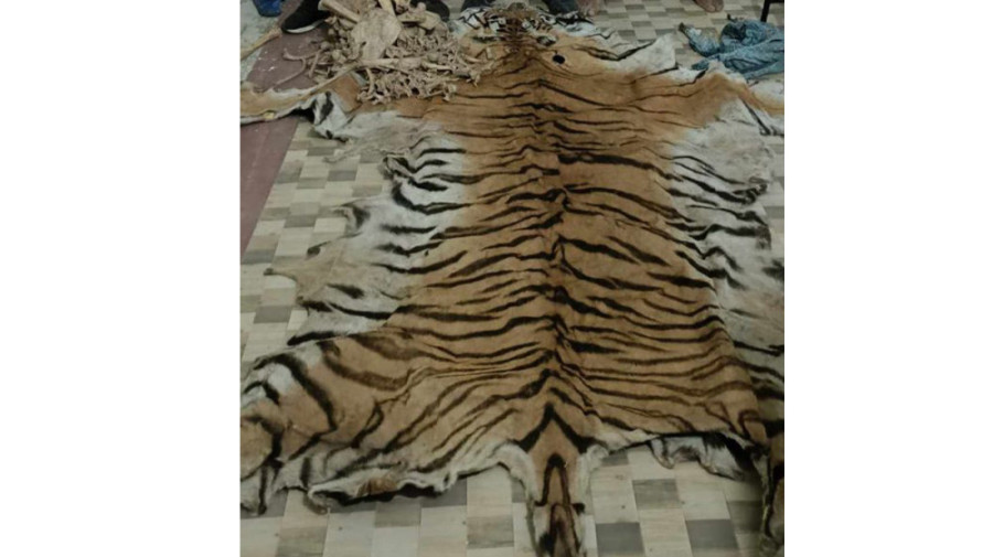 Tiger hide and bones seized