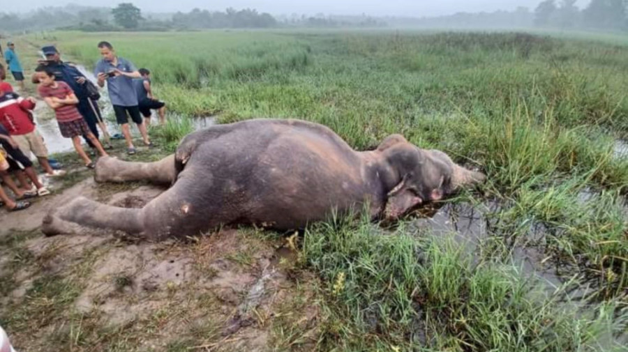 Elephant in Jhapa and rhino in Chitwan found dead
