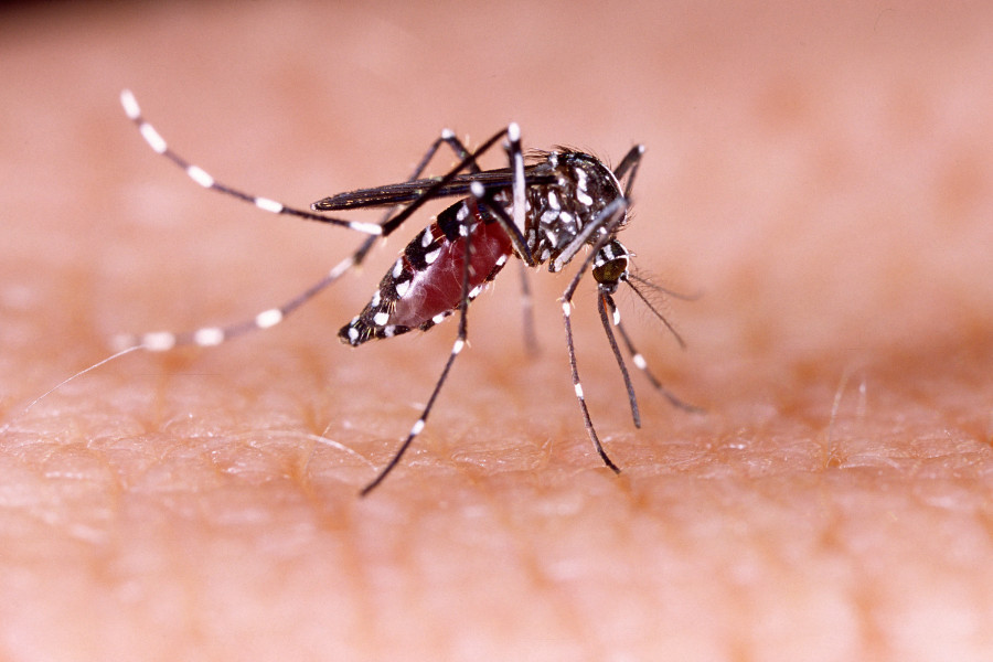 Man dies of dengue in Palpa