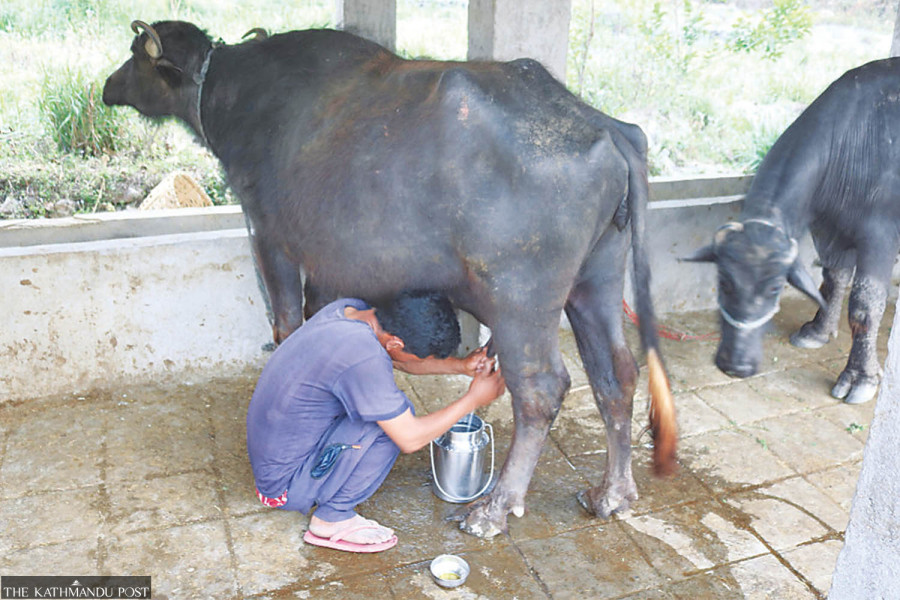 DDC eyes export on subdued domestic demand