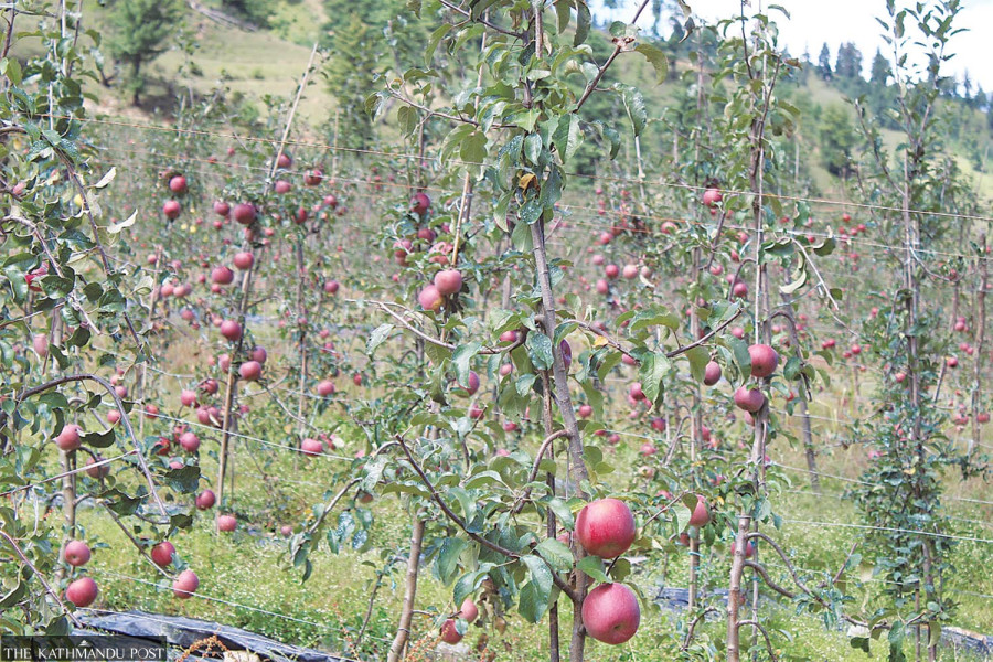Karnali is growing more apples, but unreliable roads hinder market access