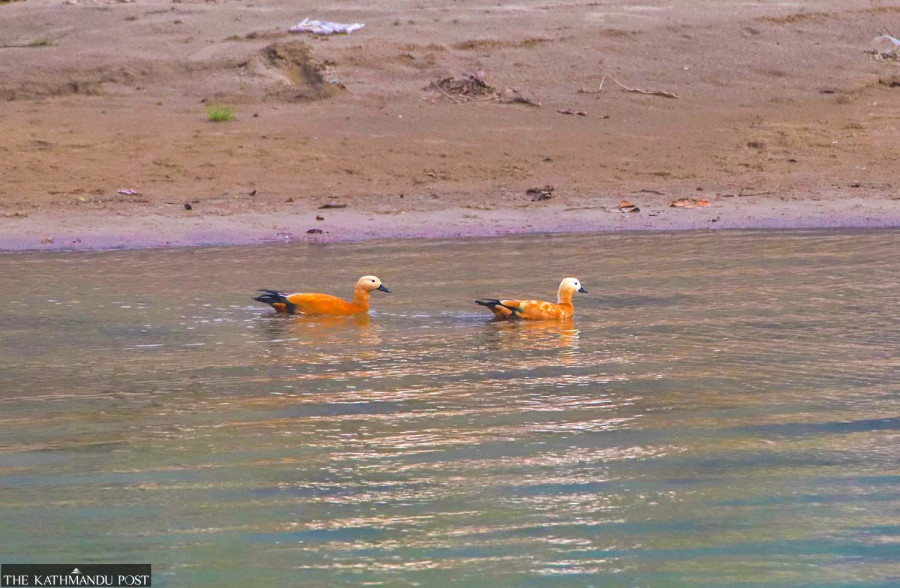 Birds face food shortage amid shrinking wetlands