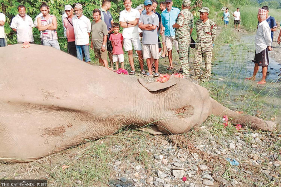 Rising gun use in elephant poaching in east Nepal alarms conservationists