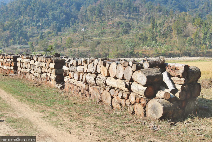 Logs worth millions of rupees are rotting in community forests, but locals can’t buy them due to legal hurdles