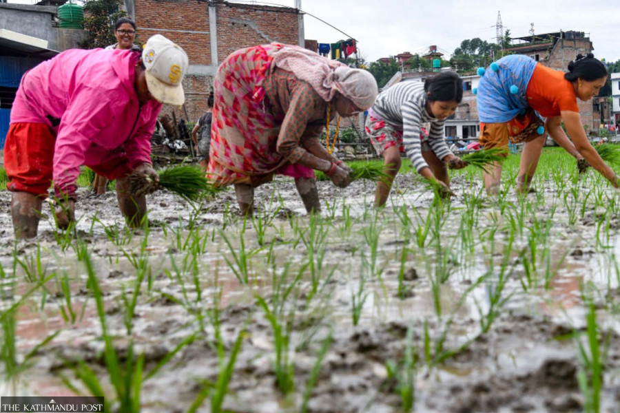 National Paddy Day marked