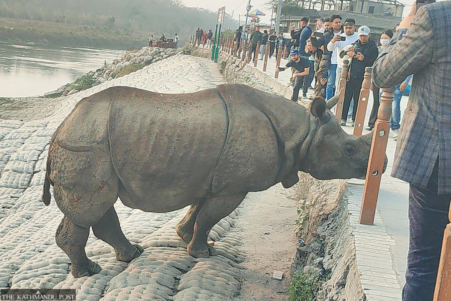 Rapti embankment in Chitwan hinders animal movement