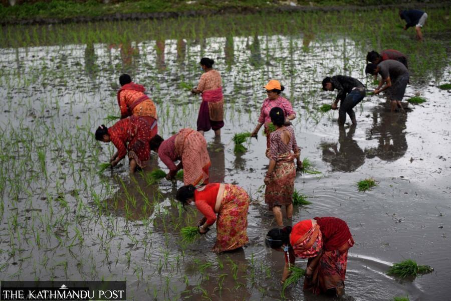 Government cuts budget for agriculture sector