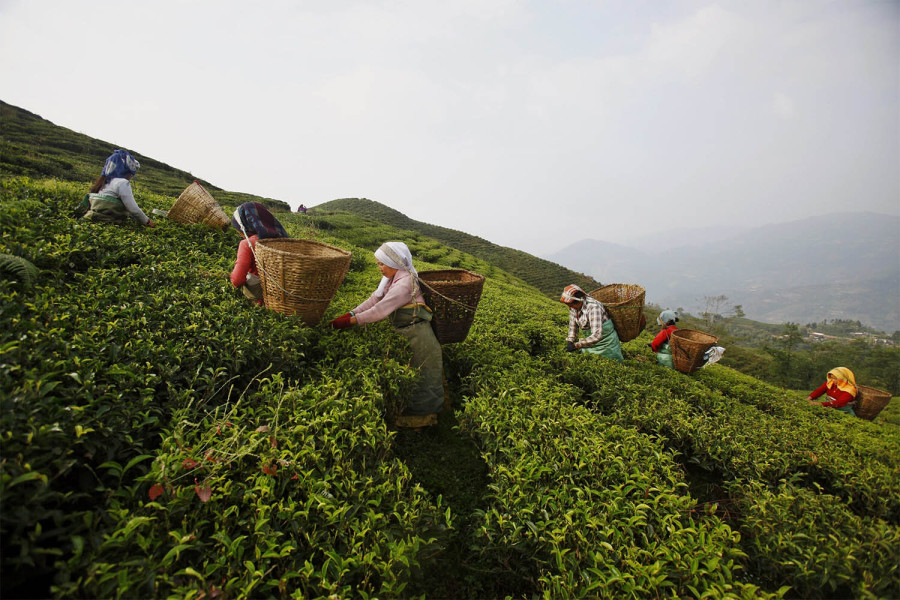 Beijing opens door for Nepali orthodox tea