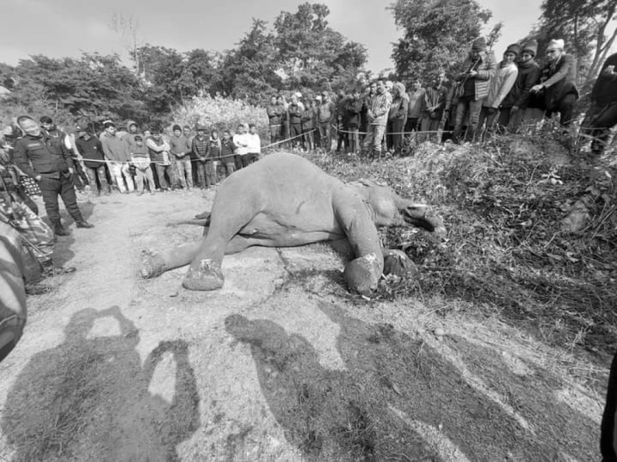 Wild elephant found dead with bullet injuries