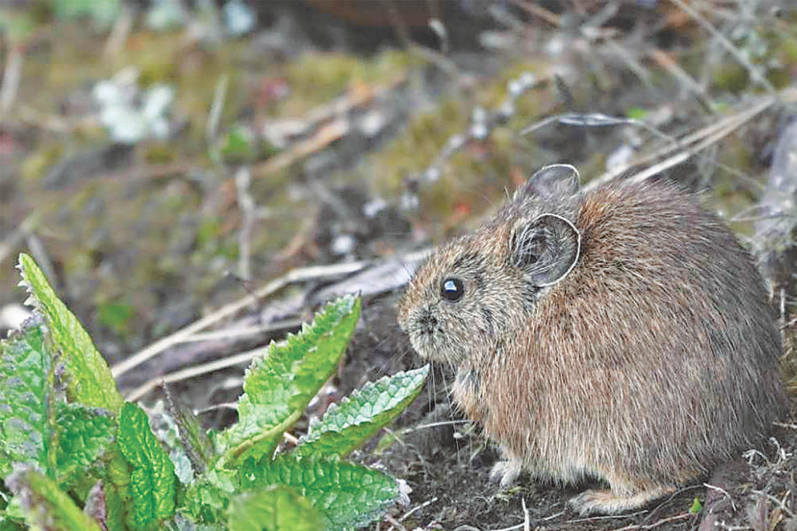 Forrest’s pika spotted possibly for the first time in Nepal