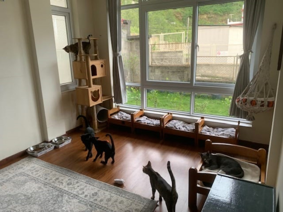 In ‘Catmandu’, kittens find a home