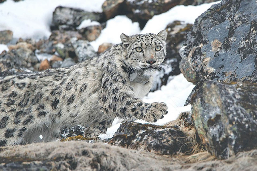 Farmers face snow leopard attacks, compensation hurdles