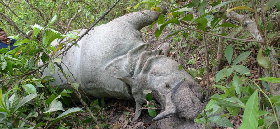 Rhino found dead in Chitwan National Park